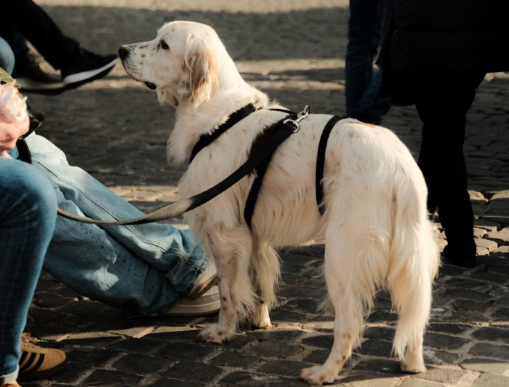 Une nouvelle réglementation canine à Brême encourage l’adoption responsable