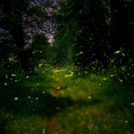Un nouvel habitat préservé de la pollution lumineuse donne de l’espoir aux vers luisants dans le parc national des South Downs.