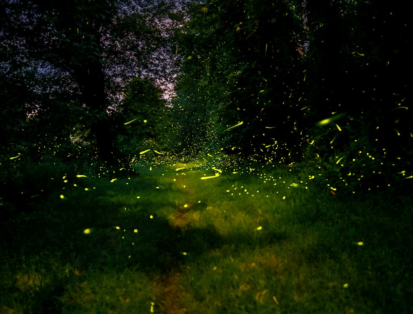 Un nouvel habitat préservé de la pollution lumineuse donne de l’espoir aux vers luisants dans le parc national des South Downs.