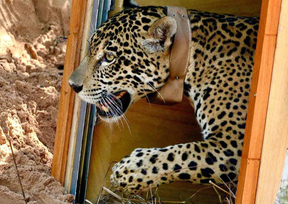 Yaguara, jeune jaguar réhabilitée en Bolivie