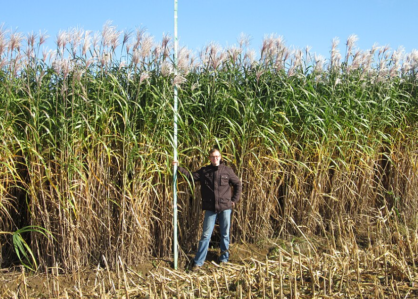 Le miscanthus géant redonne vie aux sols ukrainiens