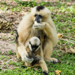 La population de gibbons à favoris blancs d’Angkor atteint 15 individus grâce à une nouvelle naissance