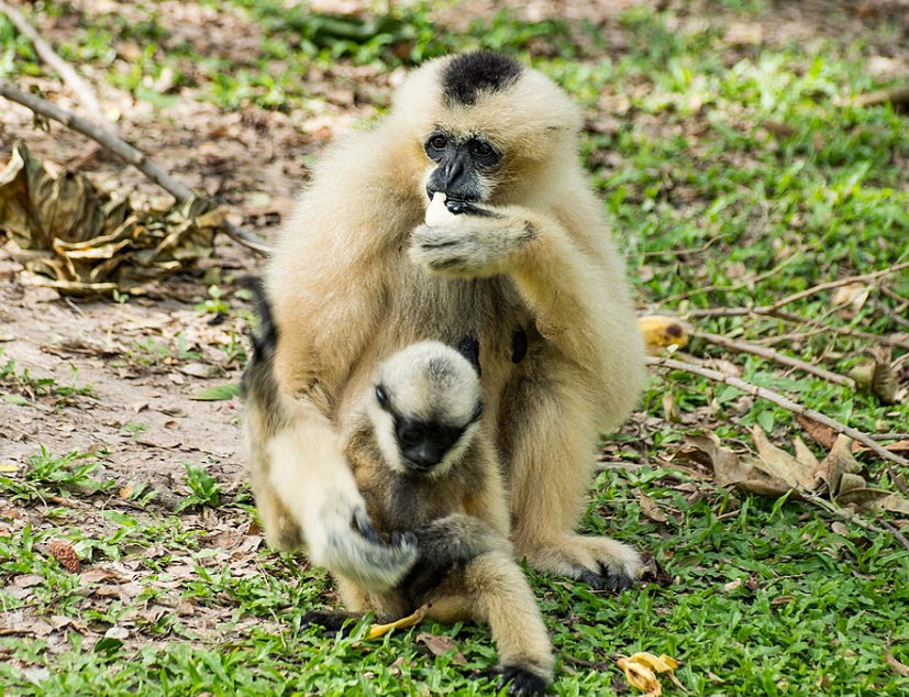 La population de gibbons à favoris blancs d’Angkor atteint 15 individus grâce à une nouvelle naissance