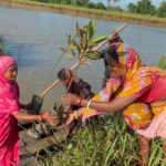 Après la catastrophe de 1999, une initiative féminine a permis la plantation de milliers de mangroves, renforçant la résilience climatique des communautés.
