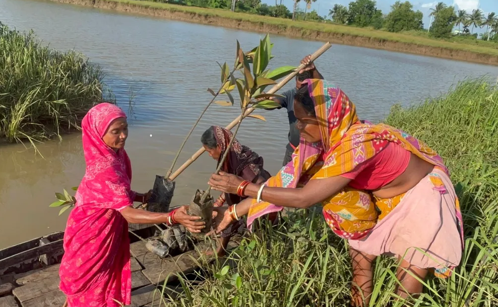 Après la catastrophe de 1999, une initiative féminine a permis la plantation de milliers de mangroves, renforçant la résilience climatique des communautés.