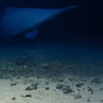 Le requin-lutin, célèbre pour sa mâchoire rétractable, a été filmé dans les profondeurs du Pacifique