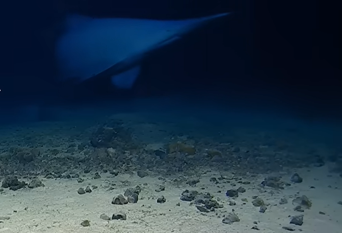Le requin-lutin, célèbre pour sa mâchoire rétractable, a été filmé dans les profondeurs du Pacifique
