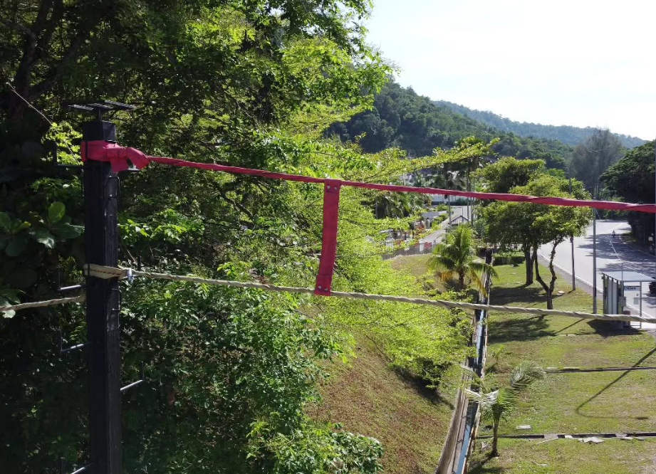 passerelles fabriquées avec des tuyaux recyclés permettent aux langurs menacés de traverser les routes en sécurité