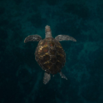 ShellBank utilise l’ADN pour identifier l’origine des tortues marines et lutter contre leur commerce illégal.