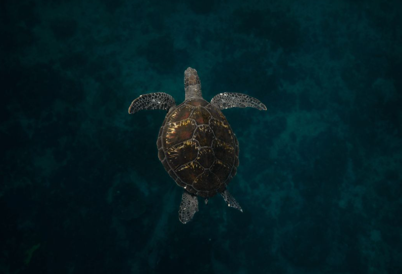 ShellBank utilise l’ADN pour identifier l’origine des tortues marines et lutter contre leur commerce illégal.