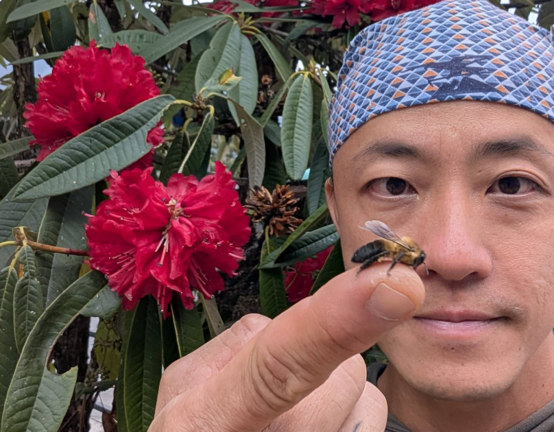 Un apiculteur singapourien relocalise environ 100 nids par an