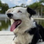 Tsunami, chien de sauvetage vénézuélien, a contribué à sauver 13 personnes après les séismes de 2026.