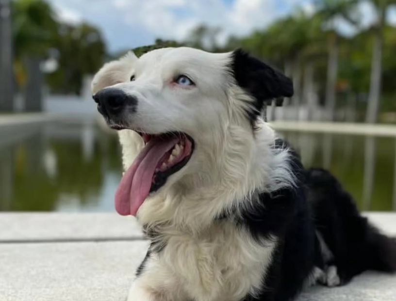 Tsunami, chien de sauvetage vénézuélien, a contribué à sauver 13 personnes après les séismes de 2026.