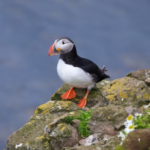 Les macareux et puffins reviennent en nombre sur l’île de Lundy