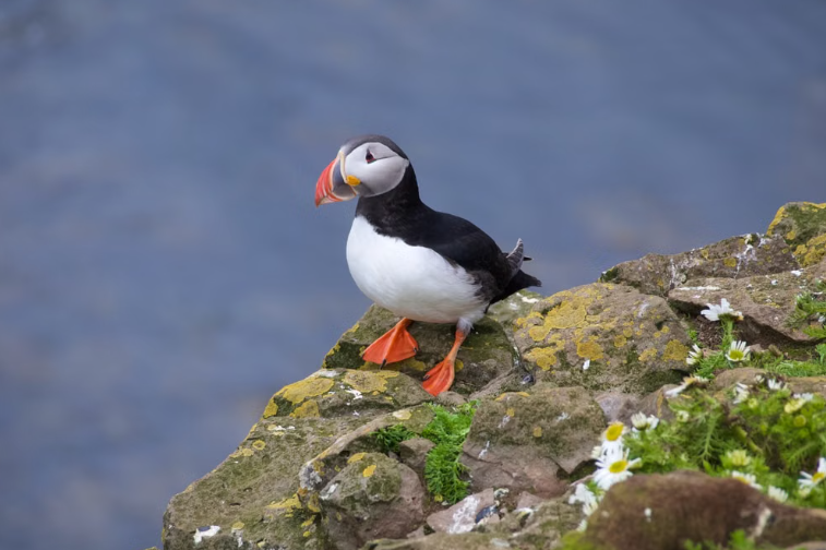 Les macareux et puffins reviennent en nombre sur l’île de Lundy