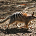 Le numbat australien, autrefois proche de l’extinction, voit sa population augmenter