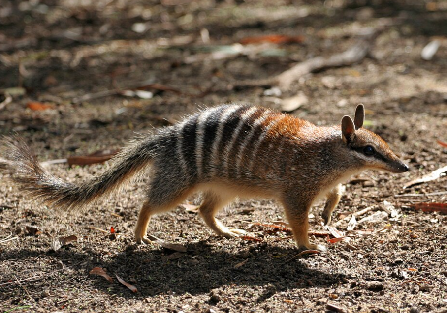 Le numbat australien, autrefois proche de l’extinction, voit sa population augmenter