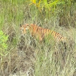 Le Bangladesh réussit la première remise en liberté d’un tigre royal du Bengale