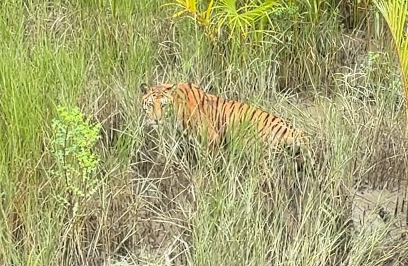 Le Bangladesh réussit la première remise en liberté d’un tigre royal du Bengale