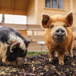 Deux porcelets qui redonnent le sourire aux seniors