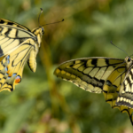 papillon machaon