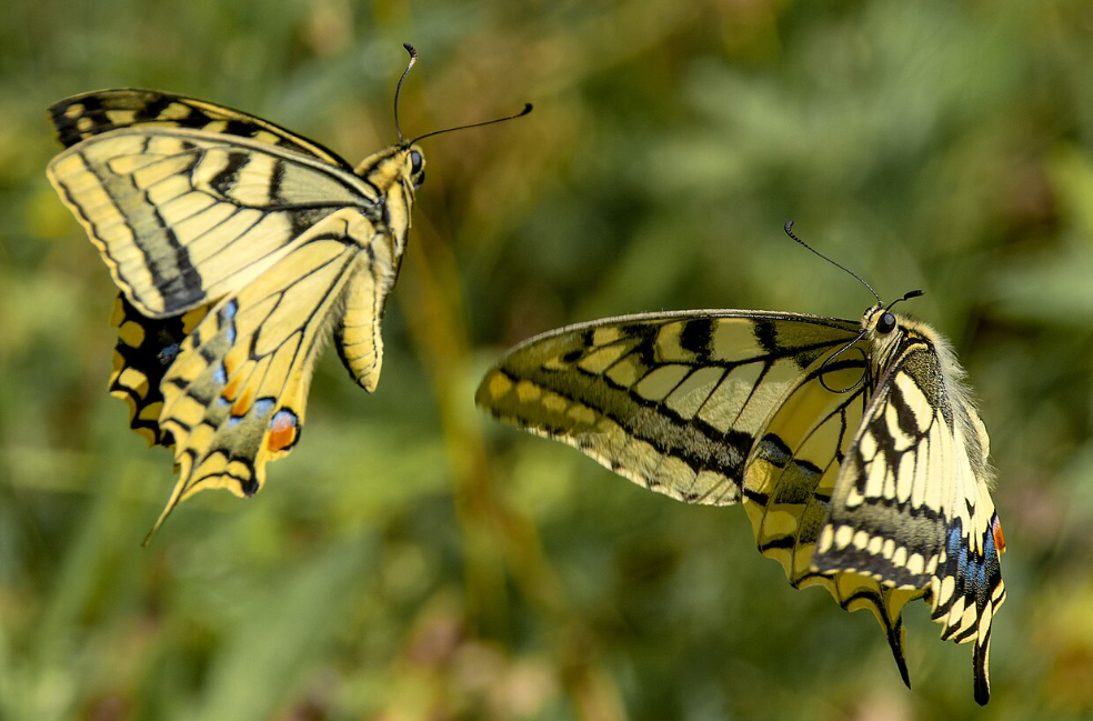 papillon machaon