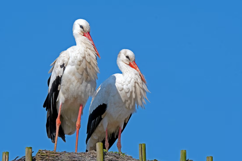 En Croatie, le village de Cigoc accueille chaque année plus de cigognes que d’habitants.