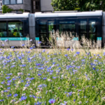 Grenoble remplace les panneaux publicitaires par des arbres