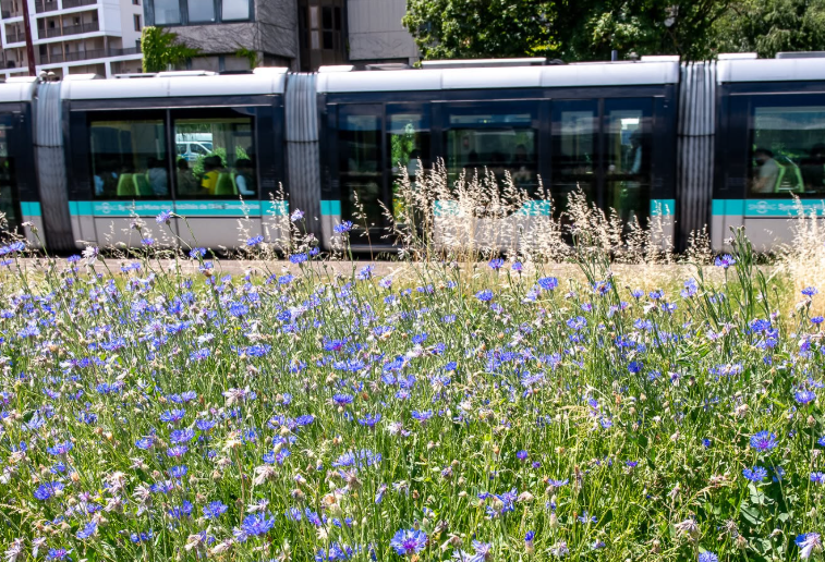 Grenoble remplace les panneaux publicitaires par des arbres
