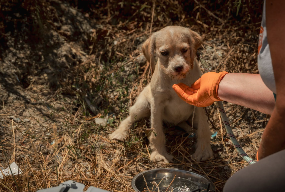 80 chiens ont été sauvés dans l’Indre grâce à une opération coordonnée entre la SPA et les autorités.