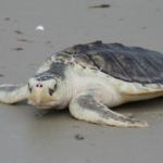 Après une chute de 99 % de sa population, la tortue de Kemp connaît un rétablissement encourageant