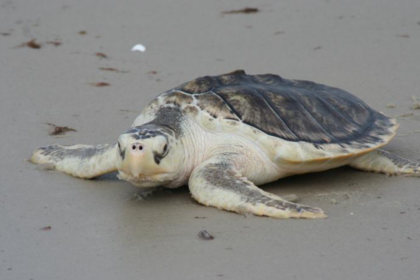 Après une chute de 99 % de sa population, la tortue de Kemp connaît un rétablissement encourageant