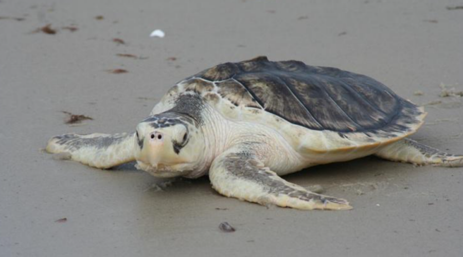 Après une chute de 99 % de sa population, la tortue de Kemp connaît un rétablissement encourageant
