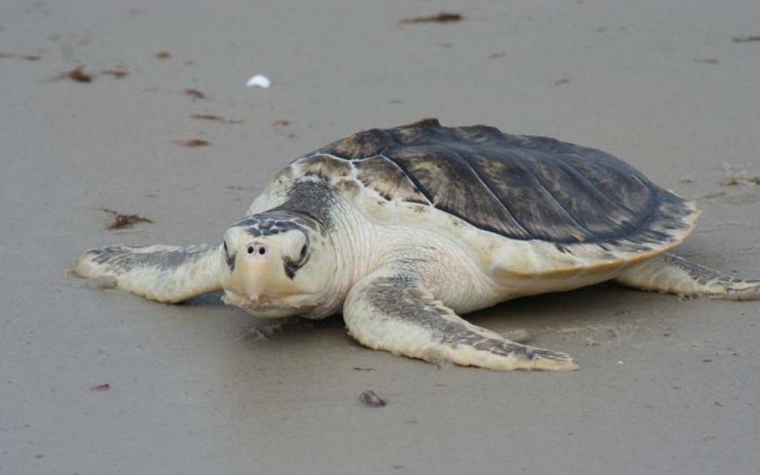 Après une chute de 99 % de sa population, la tortue de Kemp connaît un rétablissement encourageant