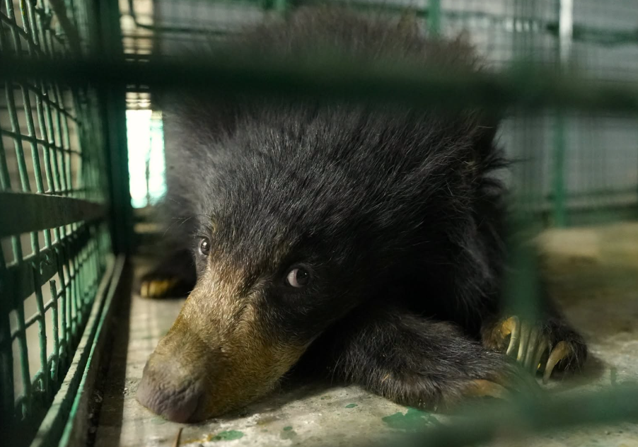 Un sauvetage exemplaire pour une jeune ours lippu vulnérable