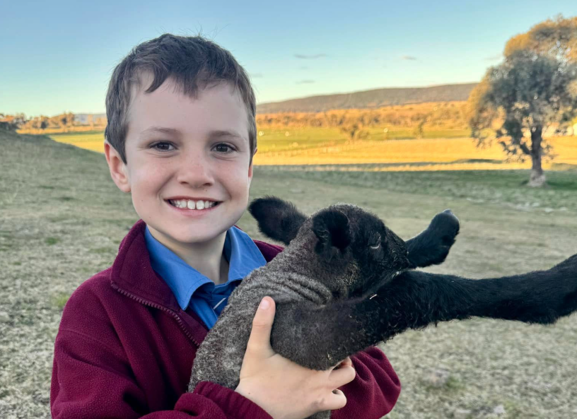 À 11 ans, Mitch Dickens contribue à sauver la race ovine Hampshire Down en Australie