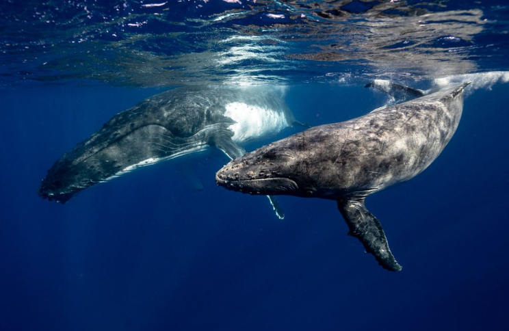 Les observations de baleines à bosse augmentent fortement à Rio de Janeiro