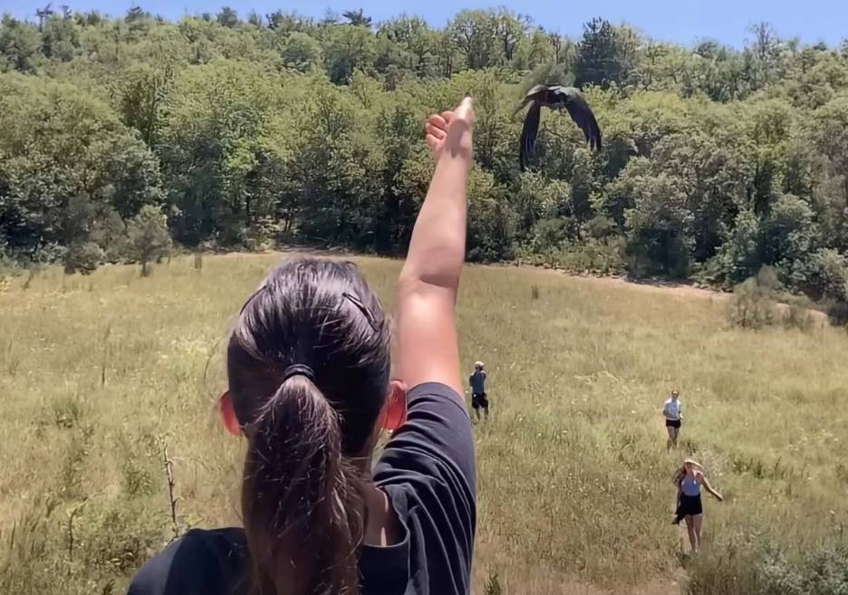Plus de 200 martinets noirs ont retrouvé la liberté grâce aux soins du Centre régional de sauvegarde de la faune sauvage de la LPO PACA