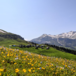 En Suisse, 60 prairies restaurées grâce à une collaboration entre chercheurs et agriculteurs.