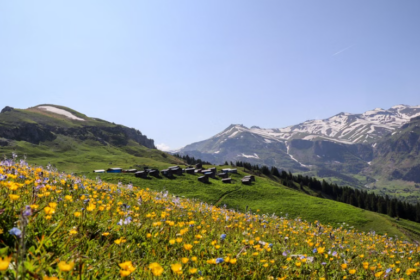 En Suisse, 60 prairies restaurées grâce à une collaboration entre chercheurs et agriculteurs.