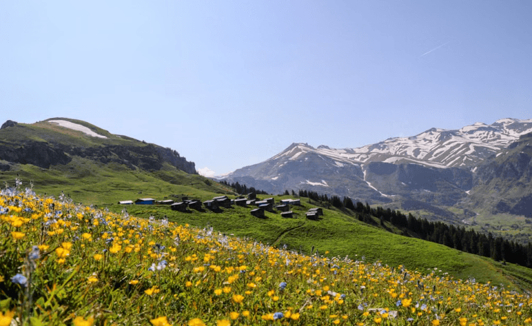En Suisse, 60 prairies restaurées grâce à une collaboration entre chercheurs et agriculteurs.
