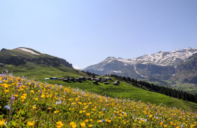 En Suisse, 60 prairies restaurées grâce à une collaboration entre chercheurs et agriculteurs.