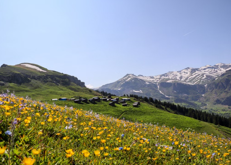 En Suisse, 60 prairies restaurées grâce à une collaboration entre chercheurs et agriculteurs.