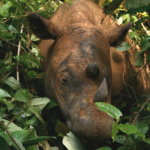 Des chercheurs ont confirmé la présence du rhinocéros de Sumatra grâce à des drones et des caméras thermiques.