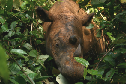 Des chercheurs ont confirmé la présence du rhinocéros de Sumatra grâce à des drones et des caméras thermiques.