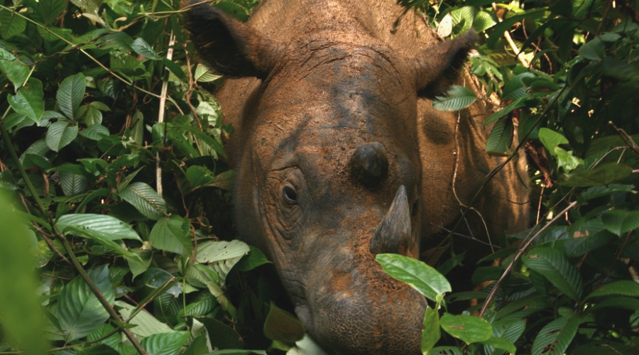 Des chercheurs ont confirmé la présence du rhinocéros de Sumatra grâce à des drones et des caméras thermiques.