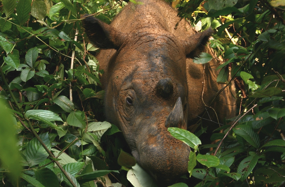 Des chercheurs ont confirmé la présence du rhinocéros de Sumatra grâce à des drones et des caméras thermiques.