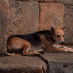 La mesure autorisant l’abattage des chiens errants dans plusieurs territoires d’outre-mer a été supprimée