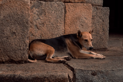 La mesure autorisant l’abattage des chiens errants dans plusieurs territoires d’outre-mer a été supprimée
