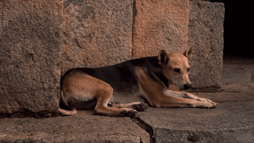 La mesure autorisant l’abattage des chiens errants dans plusieurs territoires d’outre-mer a été supprimée
